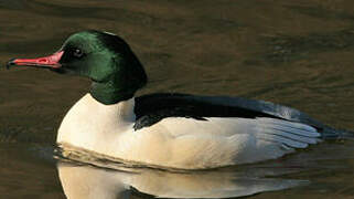 Common Merganser