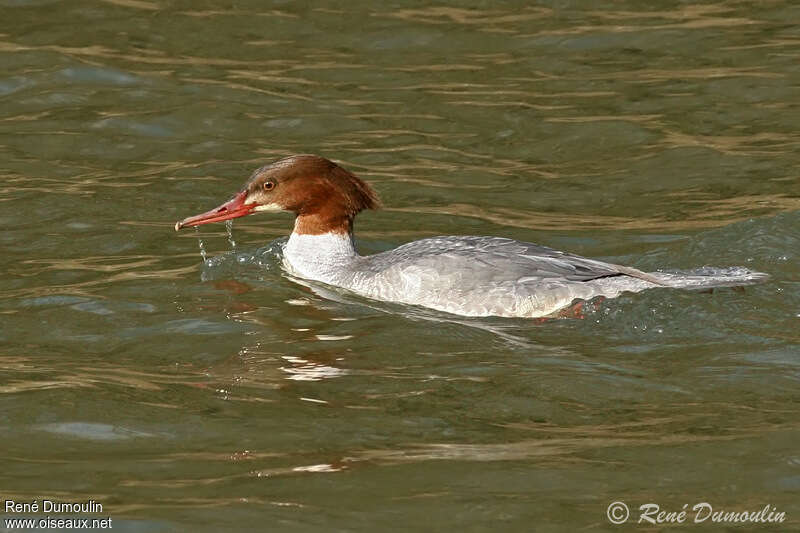 Common Merganser female immature, habitat, fishing/hunting