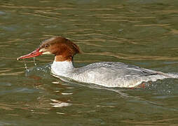 Common Merganser