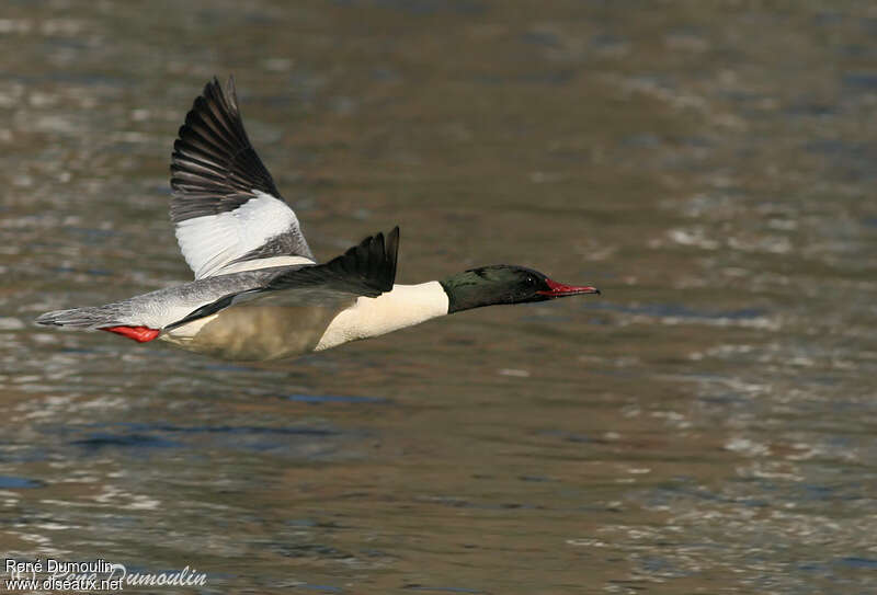 Common Merganser male adult breeding, Flight