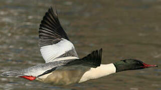 Common Merganser