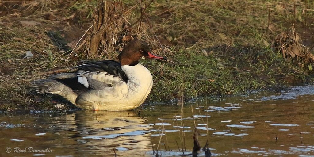 Common Merganser male subadult transition, identification, moulting