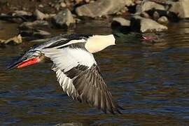 Common Merganser