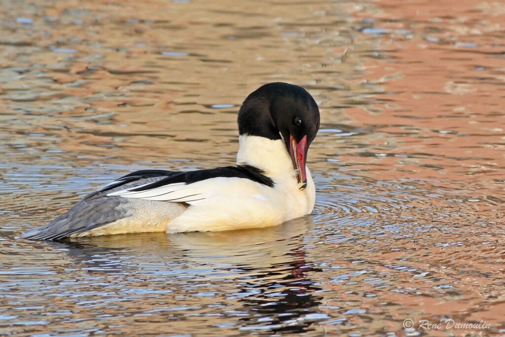 Common Merganser male adult breeding, identification, care