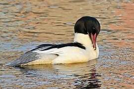 Common Merganser