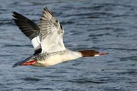 Common Merganser