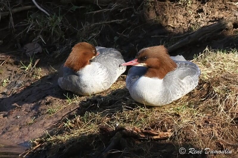 Common Merganser female, identification