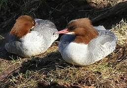 Common Merganser