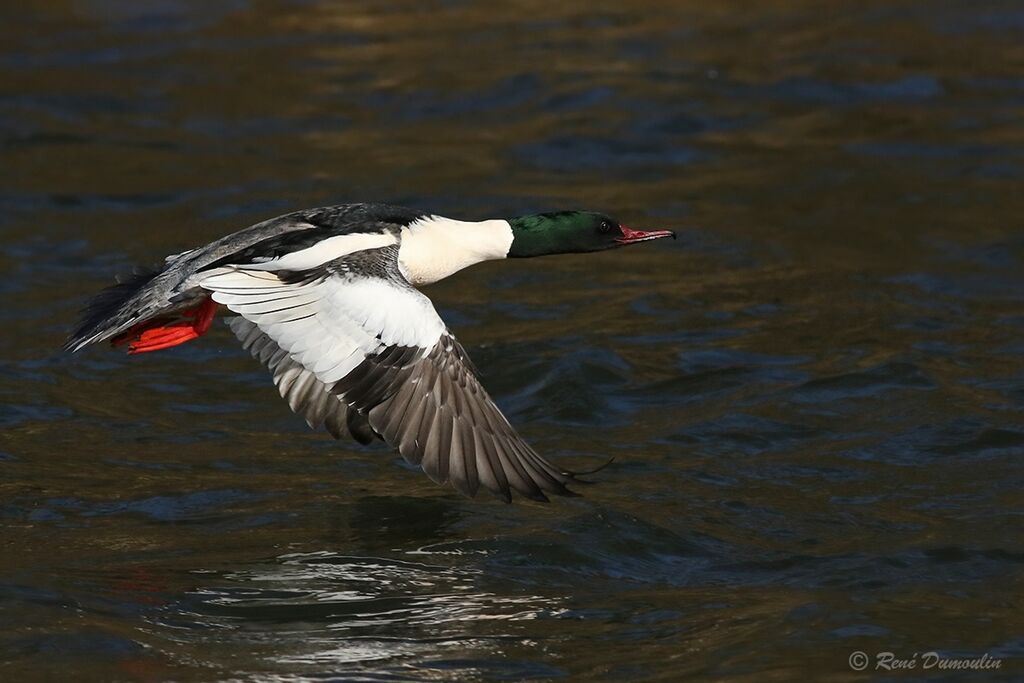 Common Merganser male adult breeding, Flight