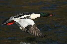 Common Merganser