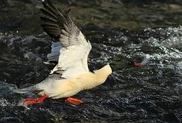 Common Merganser