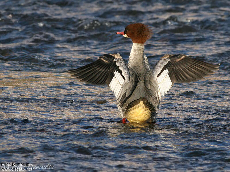 Common Merganser female adult breeding, aspect, pigmentation, Behaviour