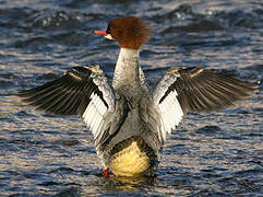 Common Merganser