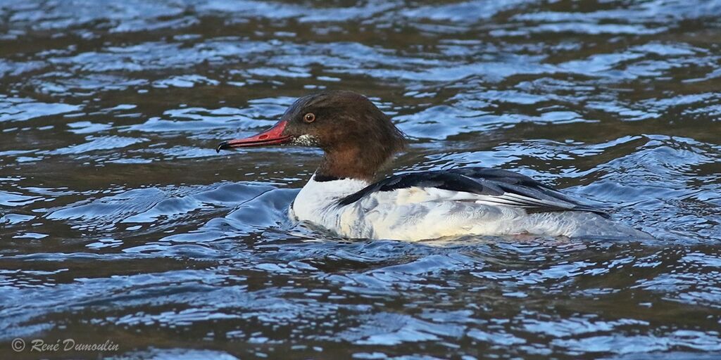 Common Merganser male subadult transition, identification, moulting