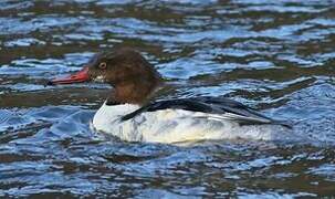 Common Merganser