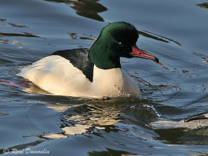 Common Merganser male adult, identification