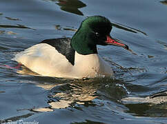 Common Merganser