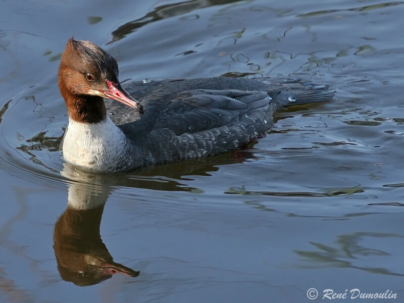 Common Merganser female immature, identification