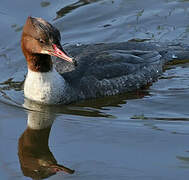 Common Merganser