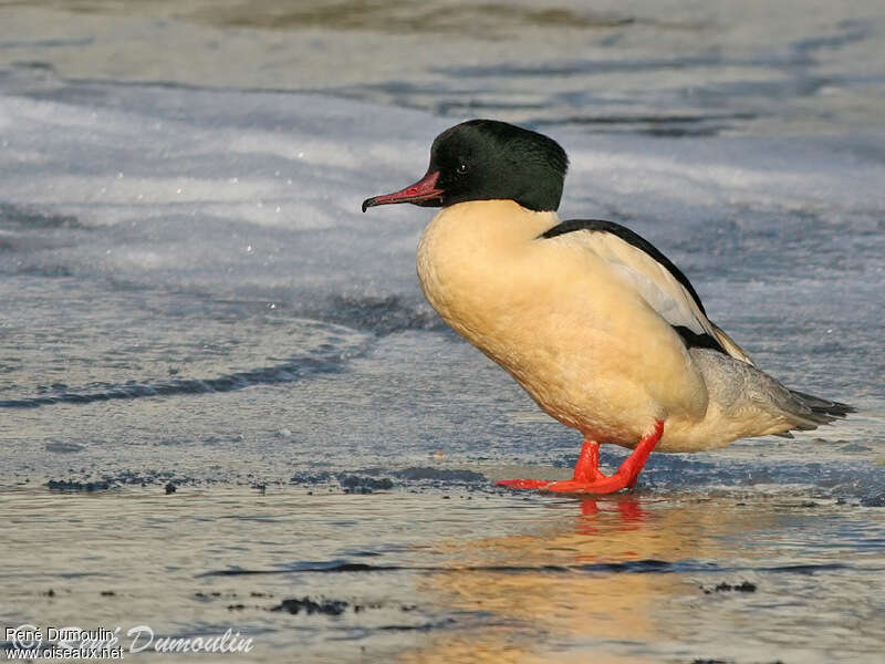 Common Merganser male adult, identification