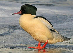 Common Merganser