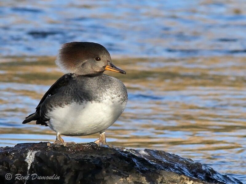 Hooded Merganser female adult, identification