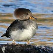 Hooded Merganser