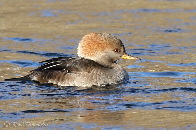 Hooded Merganser female adult, identification