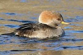 Hooded Merganser