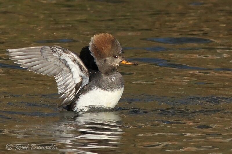 Hooded Merganser female adult, identification