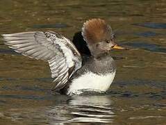 Hooded Merganser