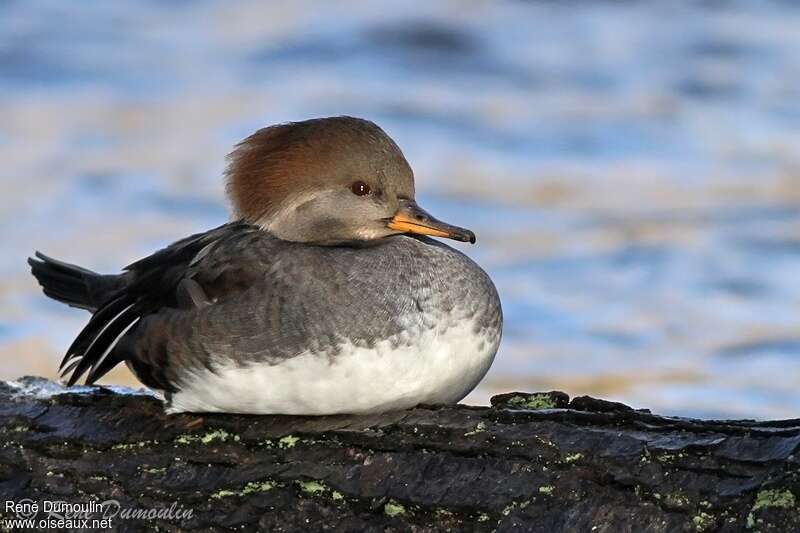 Hooded Merganser female adult, identification