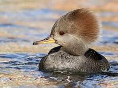 Hooded Merganser