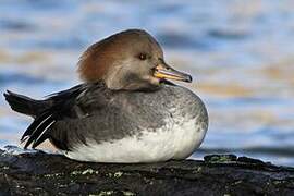 Hooded Merganser