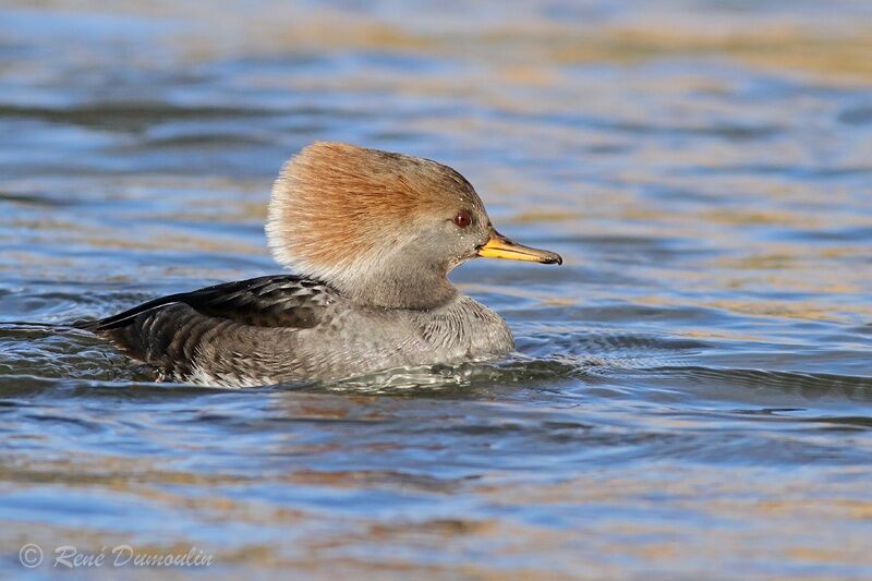 Hooded Merganseradult, identification