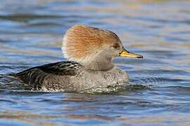 Hooded Merganser