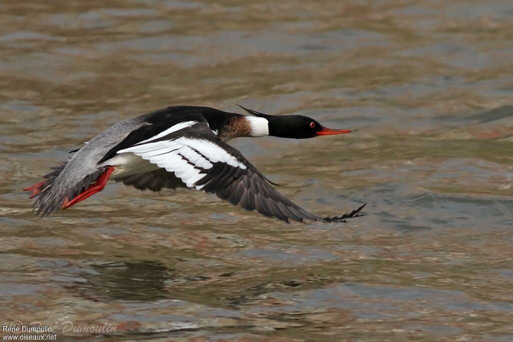 Red-breasted Merganser male adult breeding, Flight