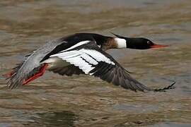 Red-breasted Merganser