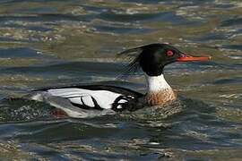 Red-breasted Merganser