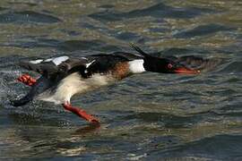 Red-breasted Merganser