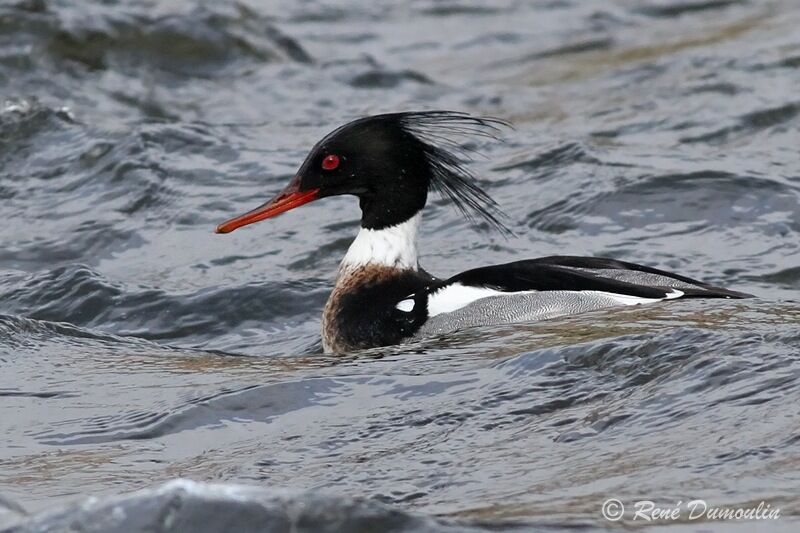 Red-breasted Merganser male adult breeding, identification