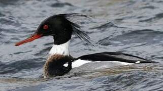 Red-breasted Merganser