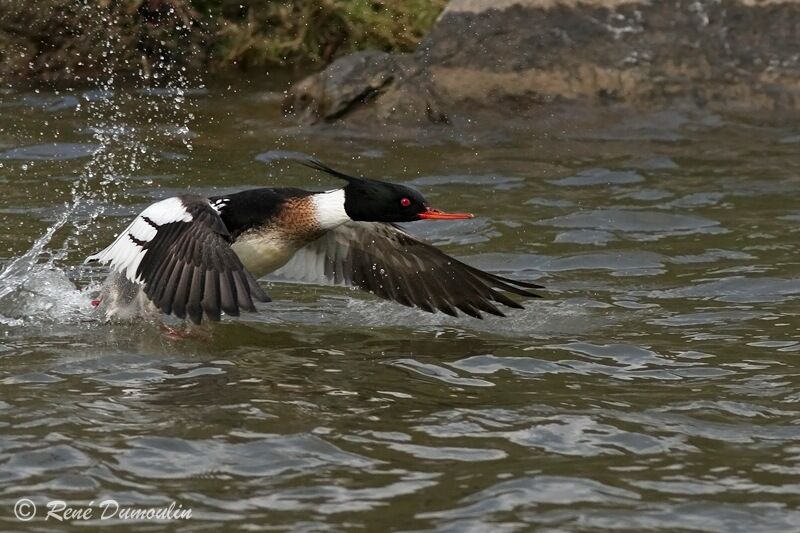 Red-breasted Merganser male adult breeding, Flight