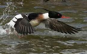 Red-breasted Merganser