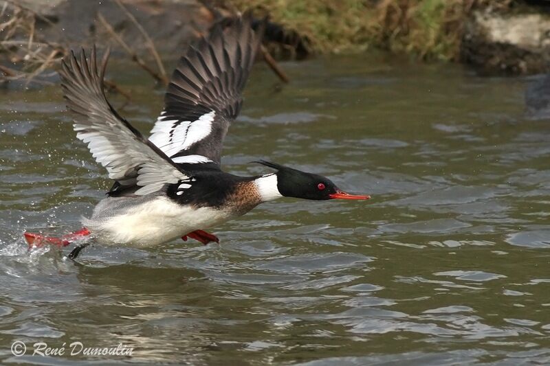 Red-breasted Merganser male adult breeding, Flight