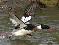 Red-breasted Merganser