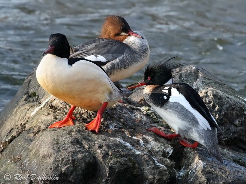 Red-breasted Merganser male adult breeding, identification