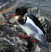 Red-breasted Merganser