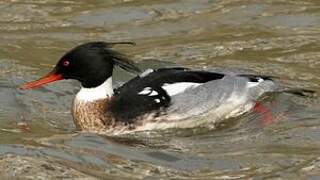 Red-breasted Merganser