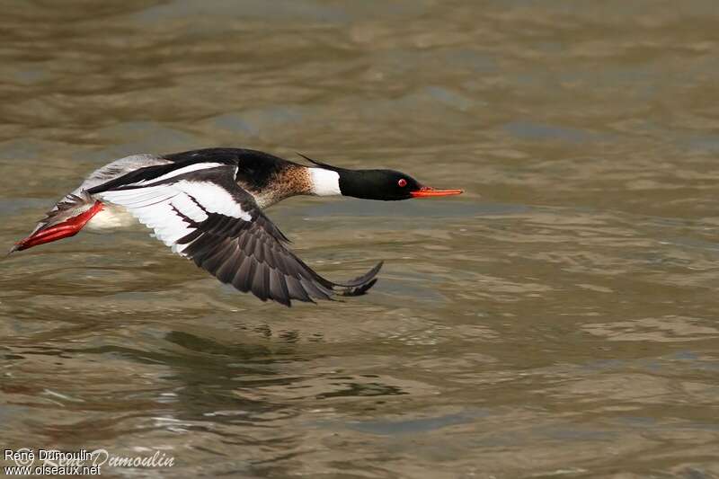 Red-breasted Merganser male adult breeding, Flight